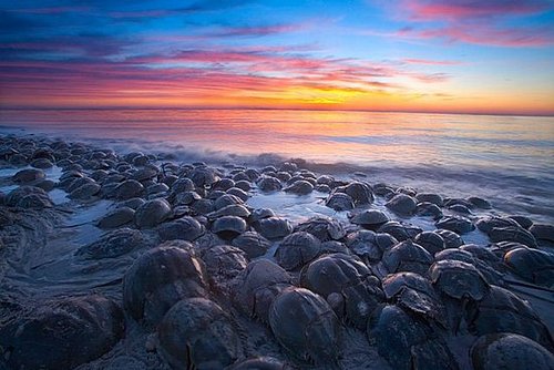 HORSESHOE CRABS